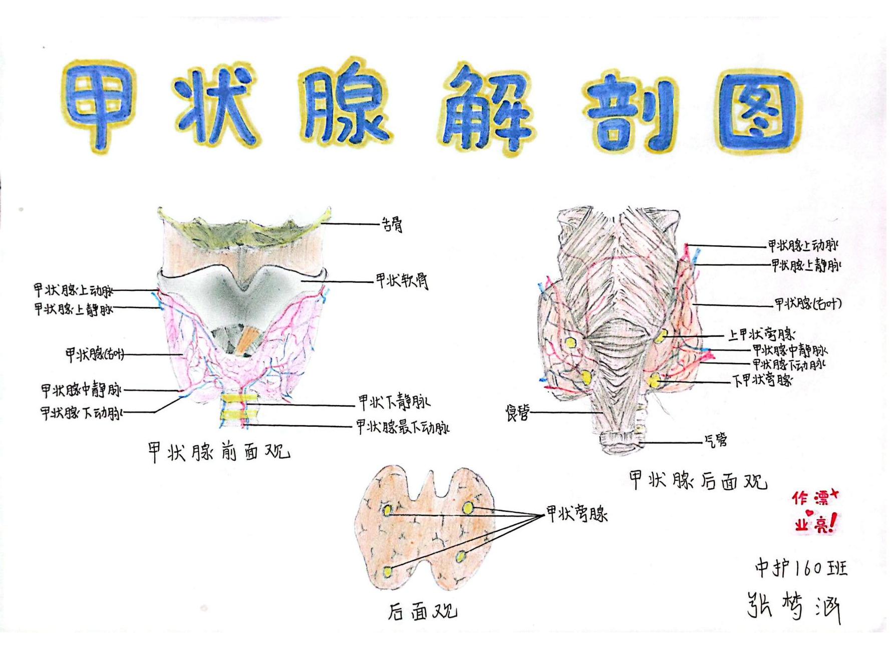 外护教学增活力，绘画活动展风采(图8)