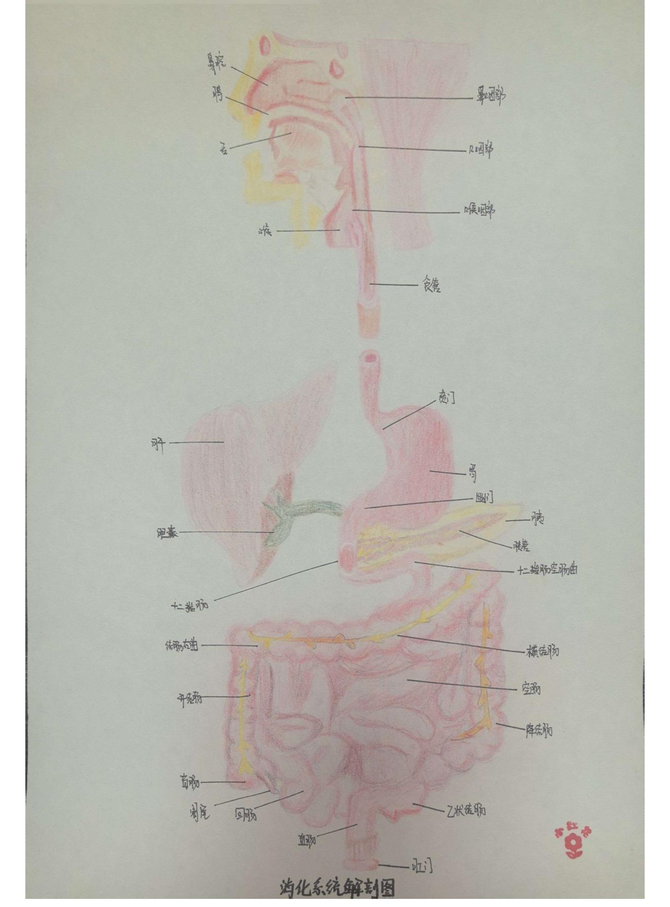 外护教学增活力，绘画活动展风采(图15)