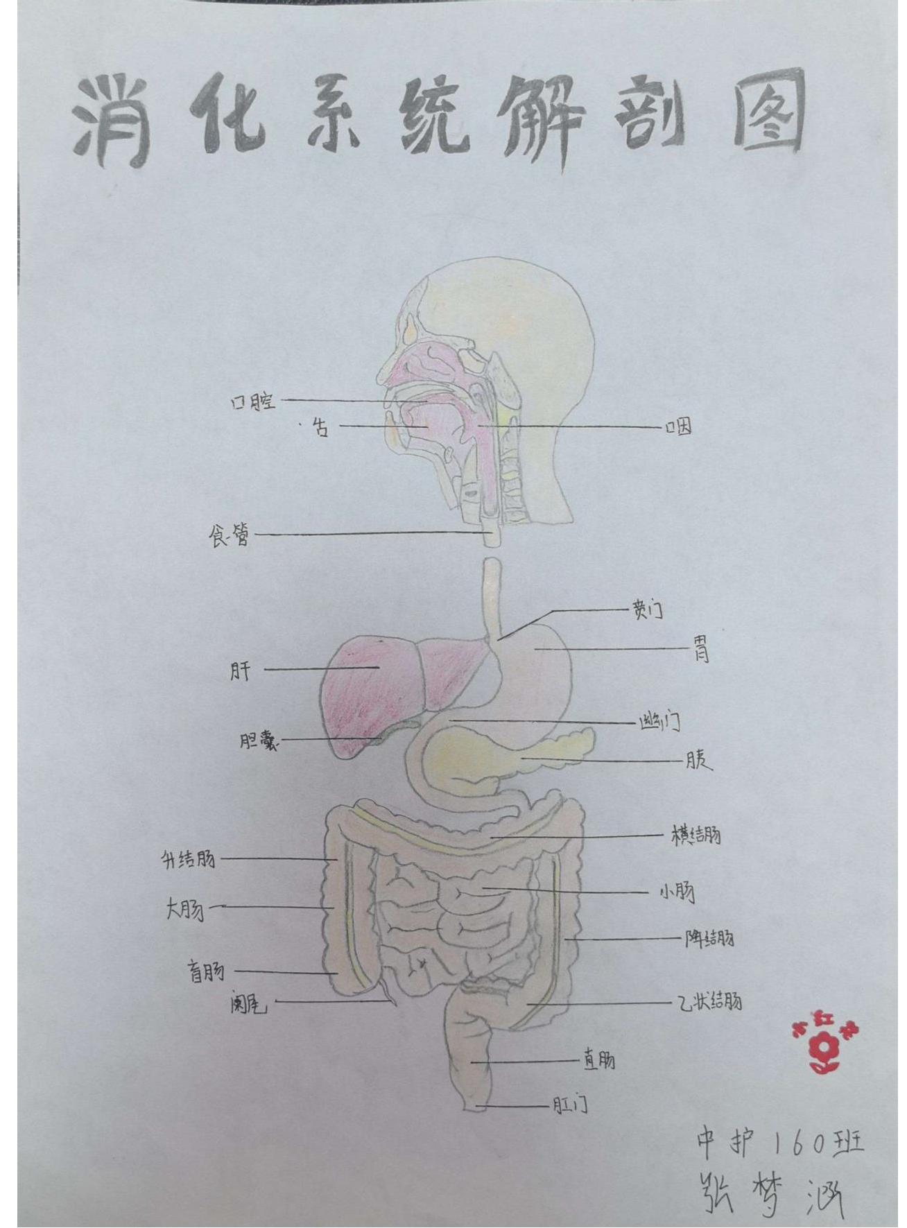 外护教学增活力，绘画活动展风采(图16)